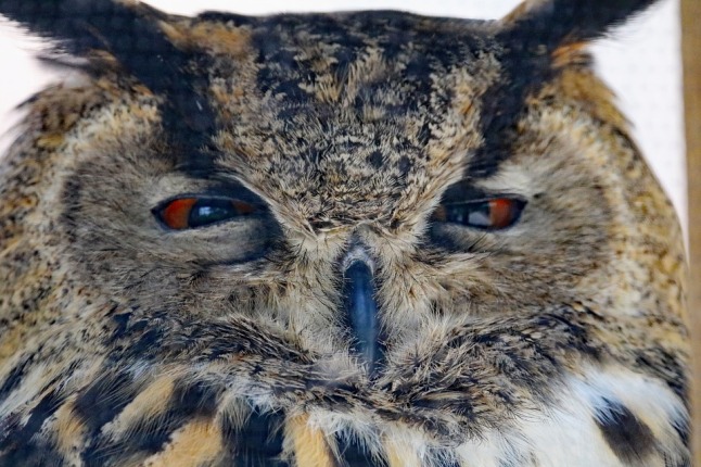 eurasian-eagle-owl-1589693_960_720